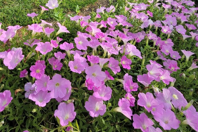 【節約ガーデニング】今がベストシーズンの〈挿し芽〉で増やした花で、玄関先やベランダをいっぱいに！〈春から晩秋まで長く咲く花〉をたっぷり楽しむ方法