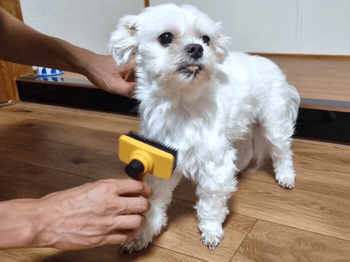 わんこに実際に使ってみました!