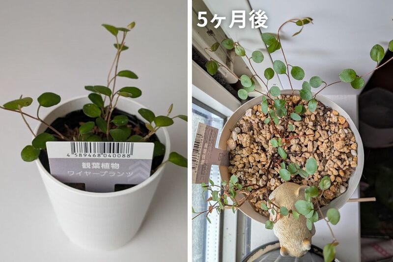 ダイソー　ワイヤープランツ