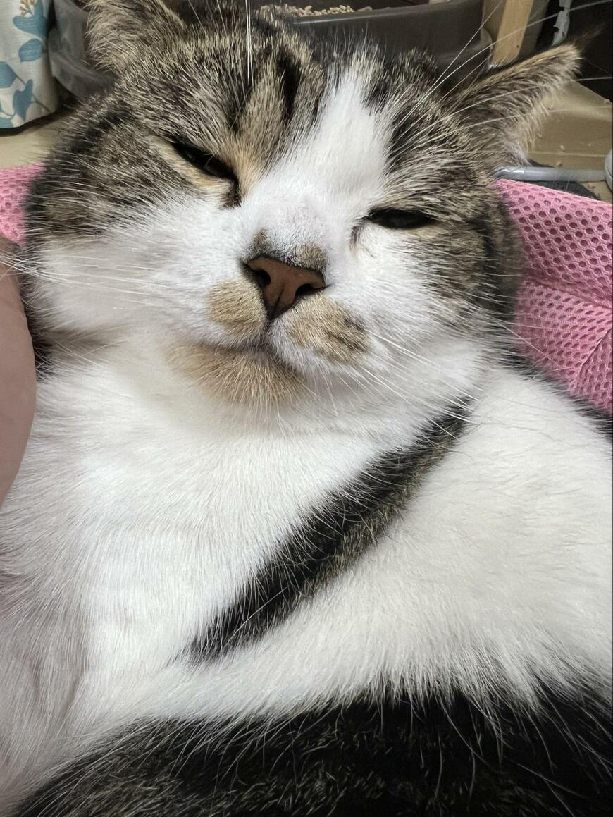 出所：@torotolo106106