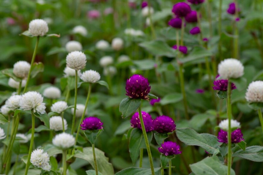 Jaka Suryanta/istockphoto.com