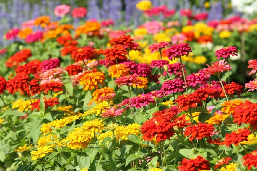 【春から秋までずっと咲く花】今が植えどきの〈多年草5選＆一年草4選〉で楽ちんガーデニング