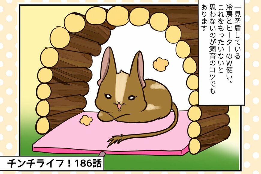 【チンチライフ第186話】惜しみない「愛」と「電気代」が飼育のコツ！チンチラとデグーの夏の暮らし