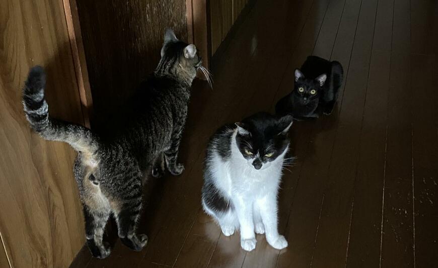 出所：@00shitemita