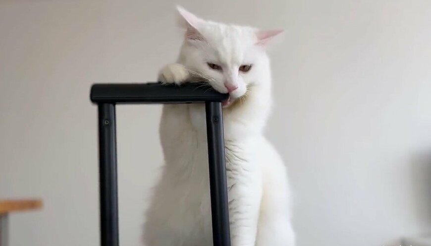 出所：@meltube_cat