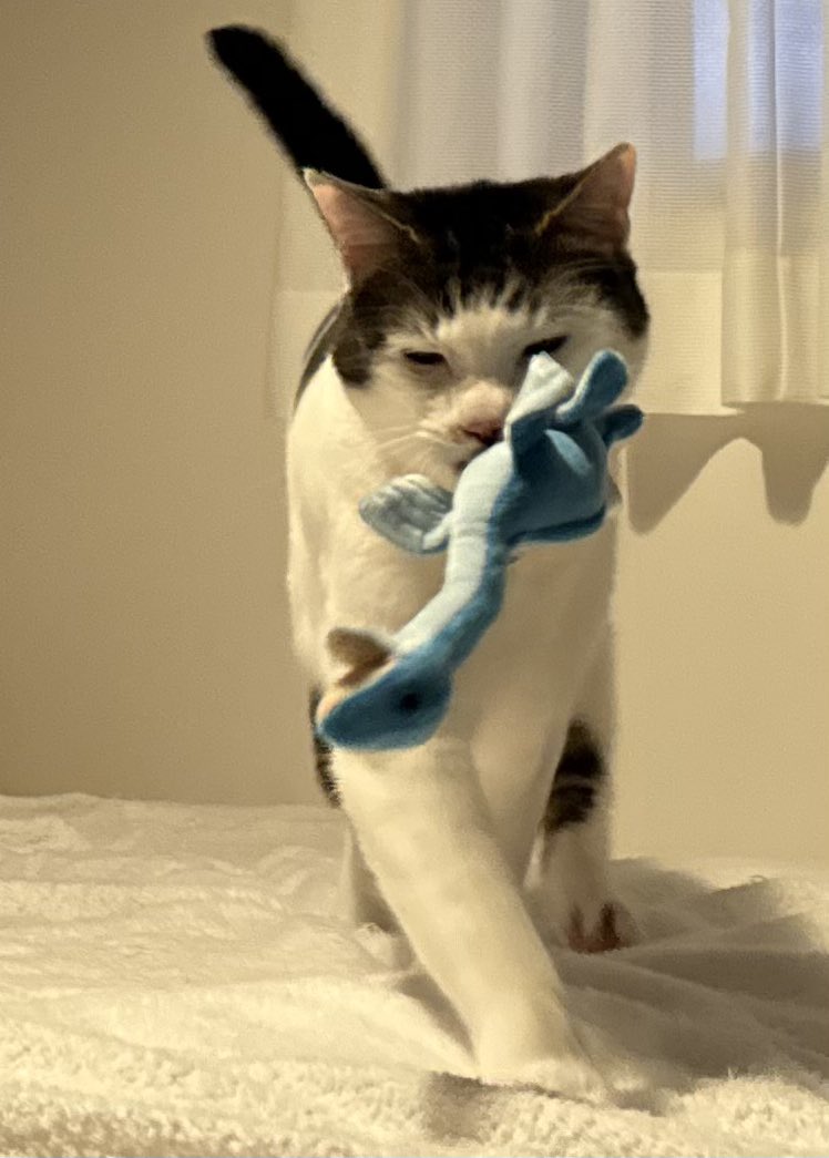 出所：@Saeroyi_cat