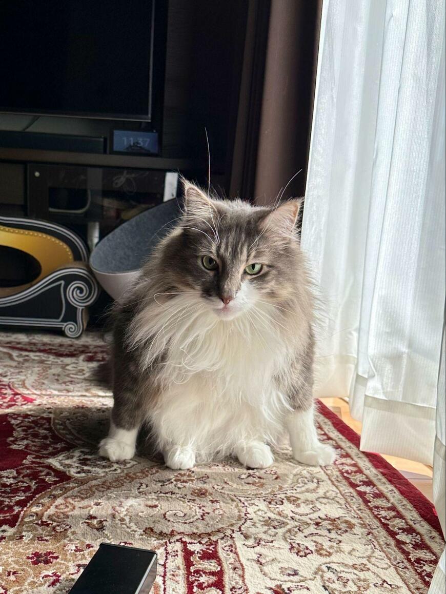 出所：@NEKOLAND13