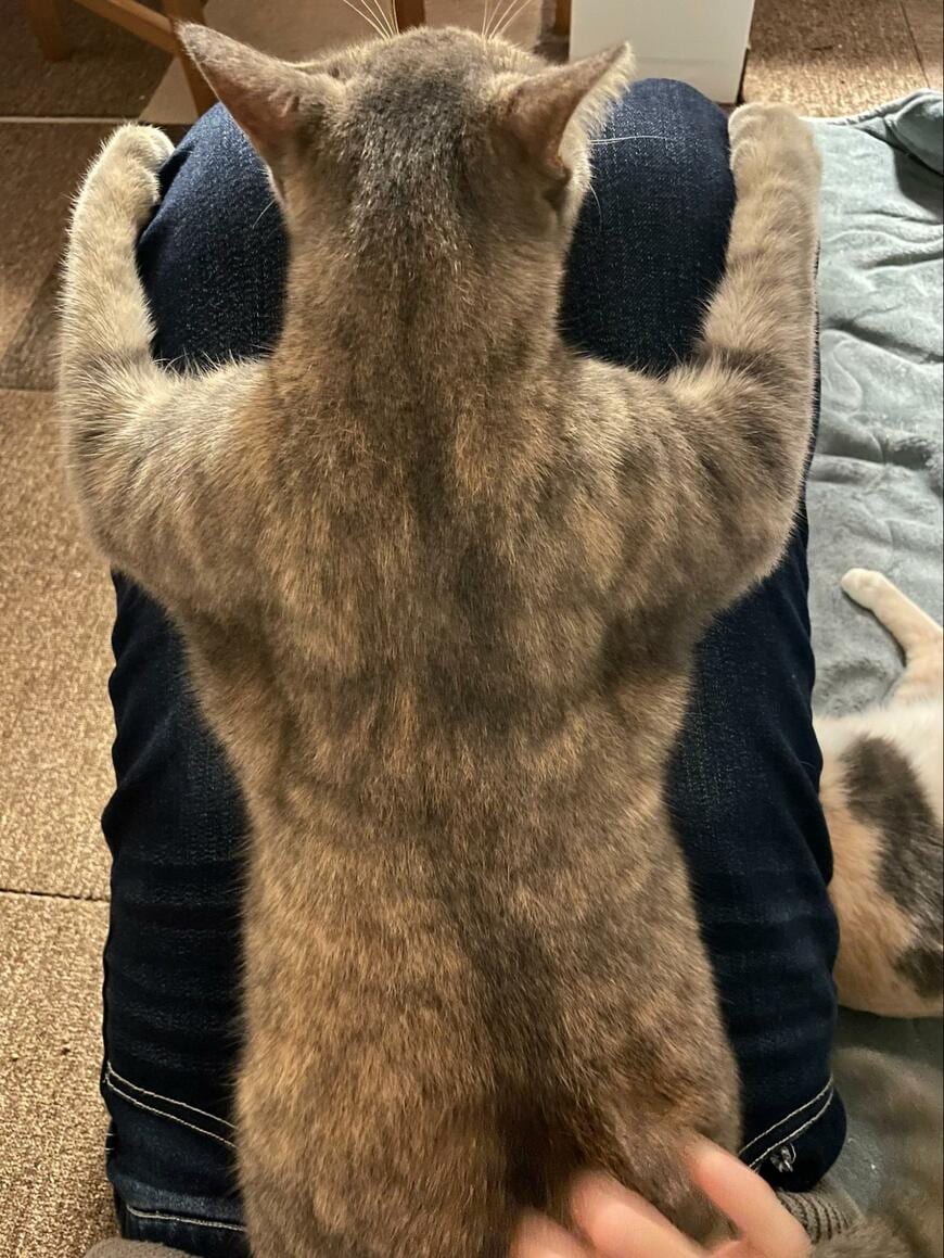 出所：@1025_cocoa