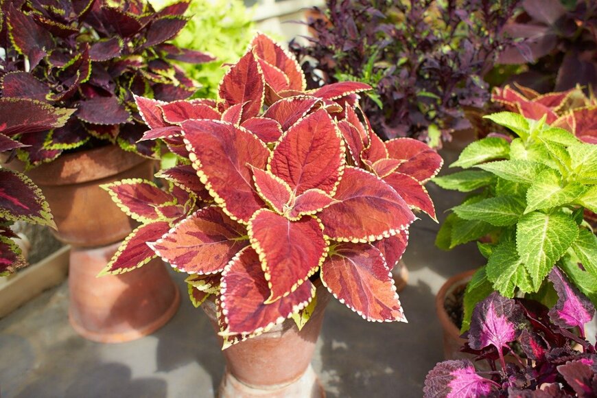 Irina Pislari/istockphoto.com