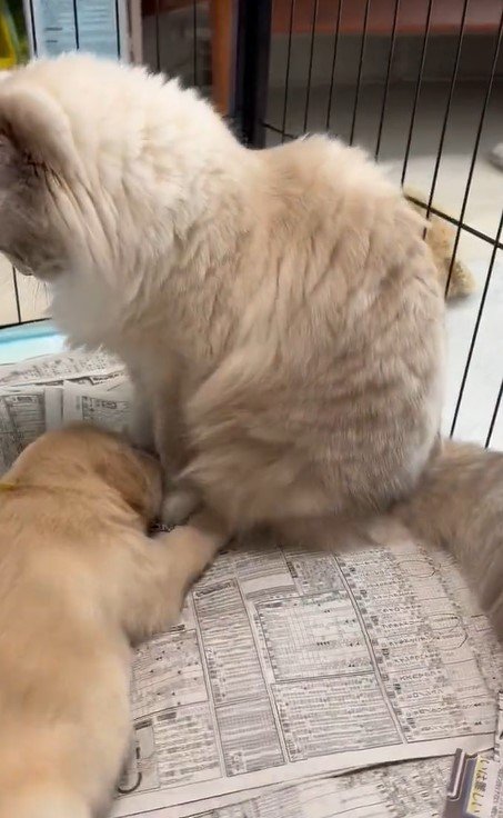 出所：@pu_channeldesu