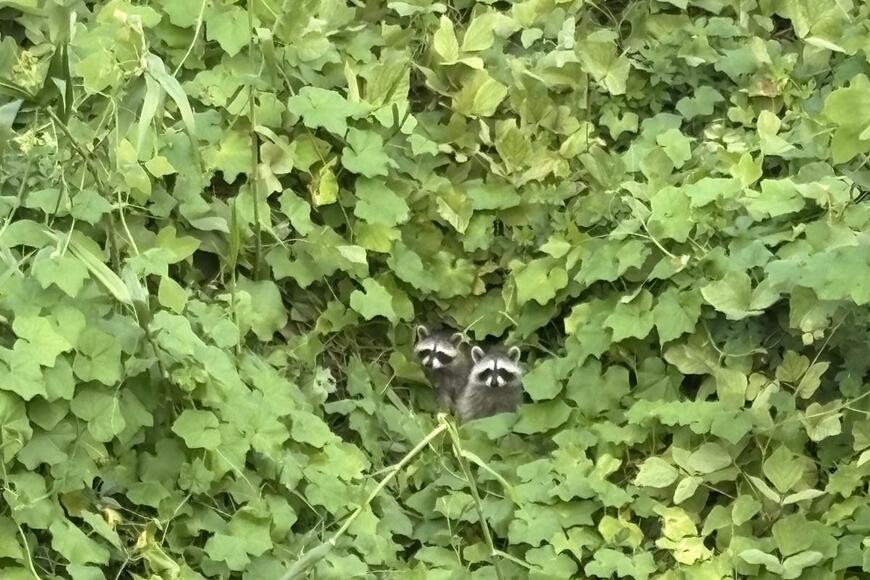 出所：@ribenseijin