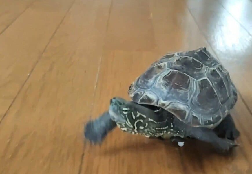 出所：@Mh0MLiErcV8E97C