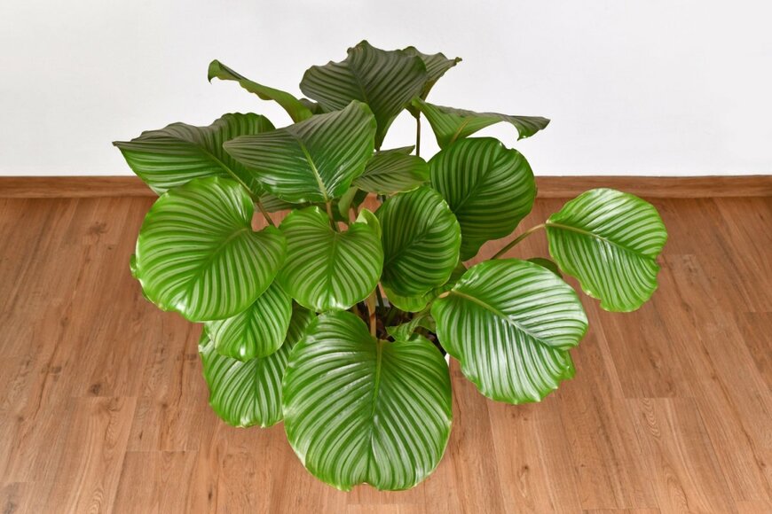 Firn/shutterstock.com