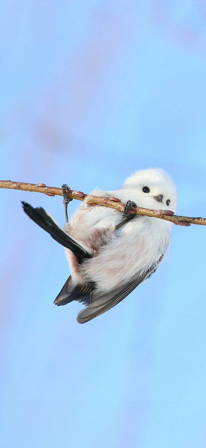 出所：@daily_simaenaga