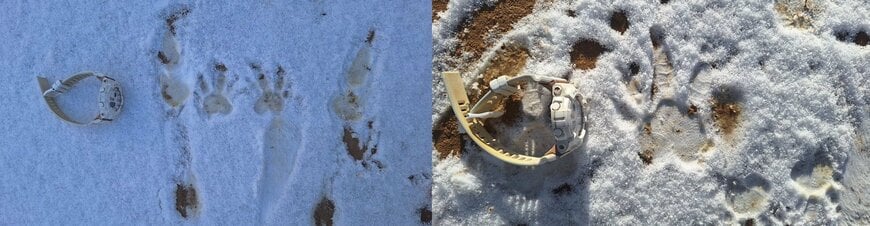 出所：@kobeojizoo