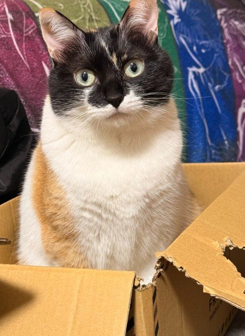 出所：@asjSvnCZl18wKXM