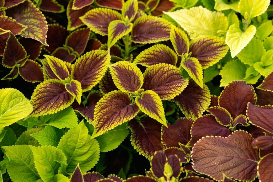 Max_555/shutterstock.com