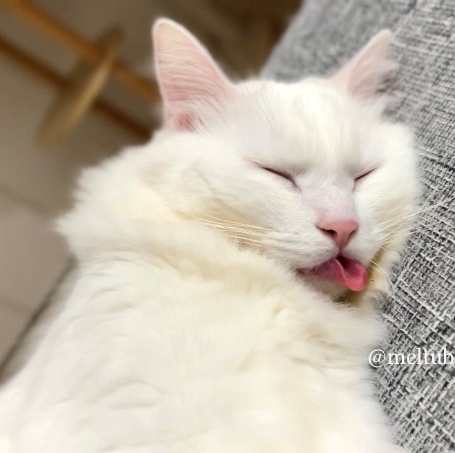 出所：@meltube_cat