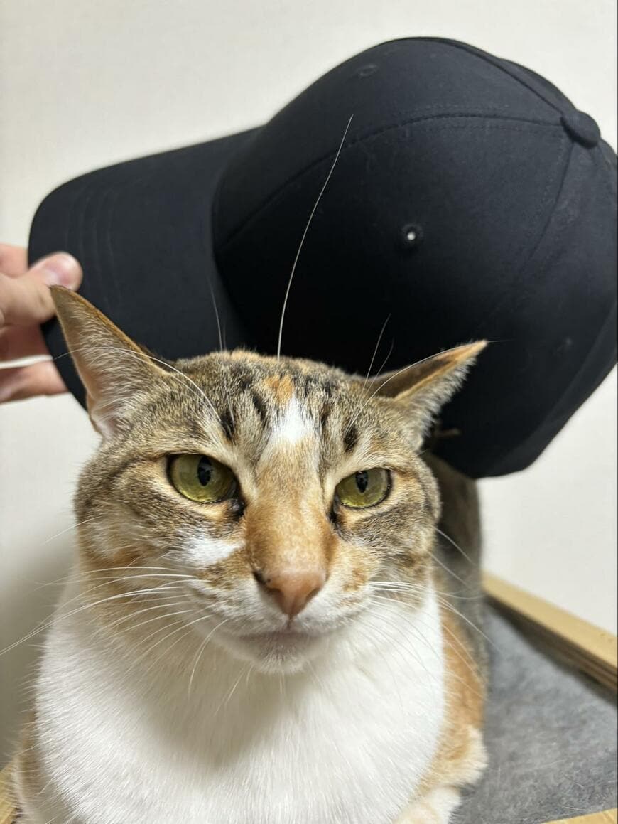 出所：@totomaru_hanmi