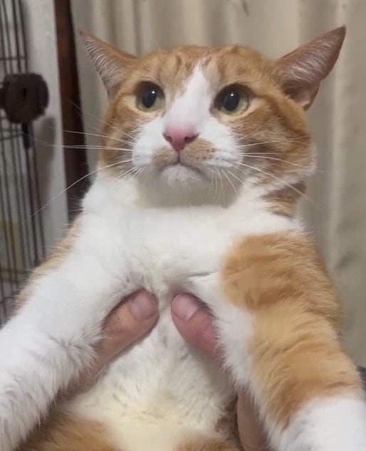 出所：@Neko2Obasan