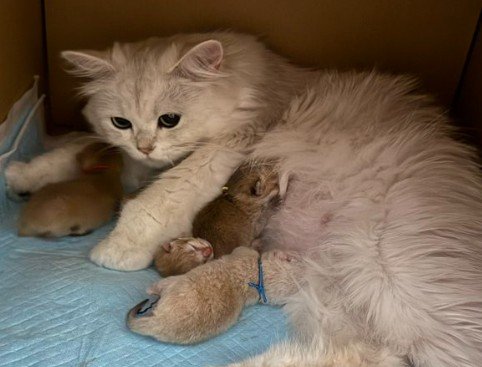 出所：@momosuikitty