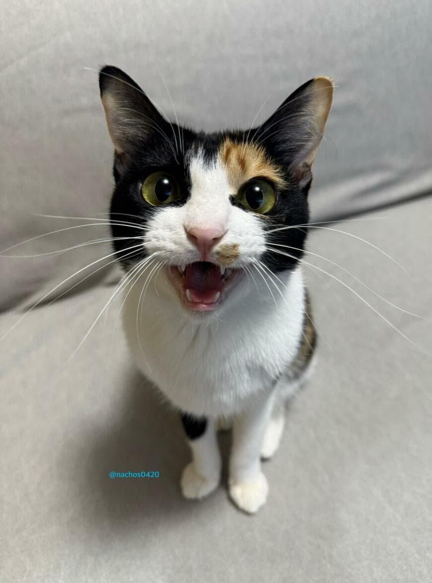 愛嬌たっぷりの美人猫→まさかの場所で眠る表情に魅了されてしまう