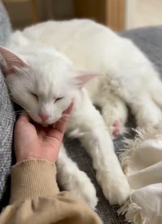 出所：@meltube_cat