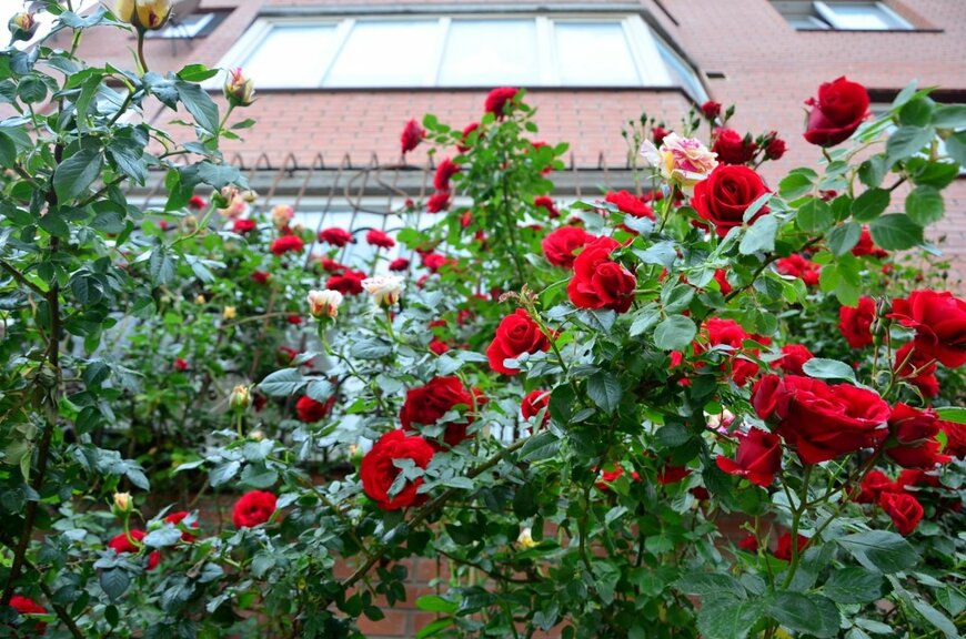 RYBAK NADEZHDA/shutterstock.com