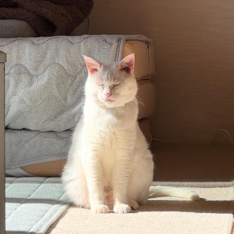 「だまし絵かと思っちゃった」猫ちゃんのポーズに困惑…「え？どうなってるの？」と思わず二度見