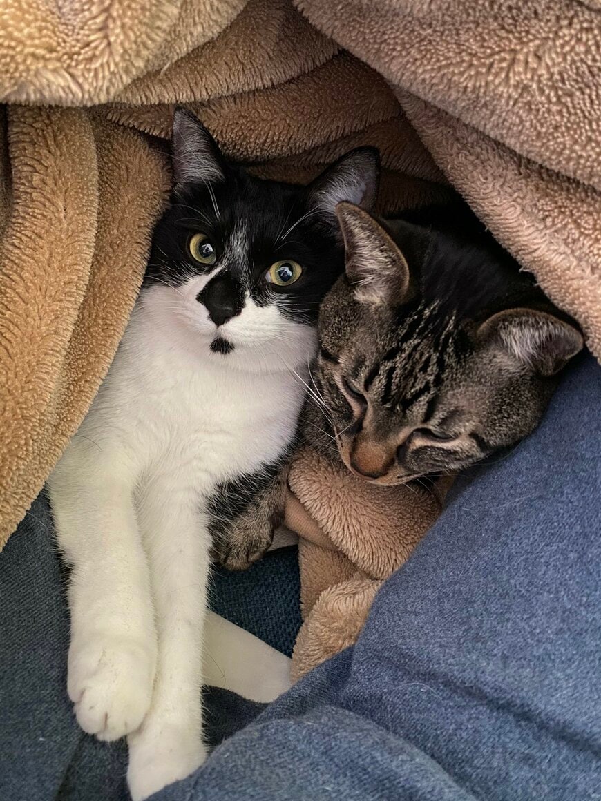 出所：@00shitemita