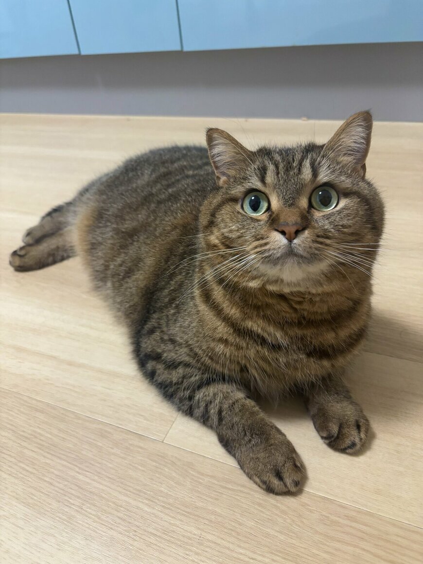 出所：@donguri_manch