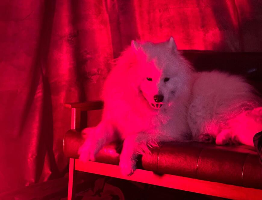 出所：@samoedsoran