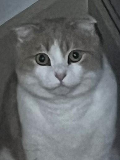 出所：@torotolo106106