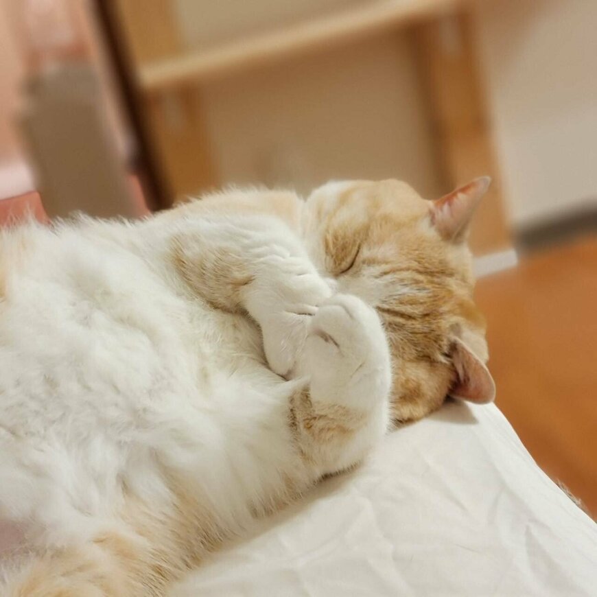 出所：@nekotansoku