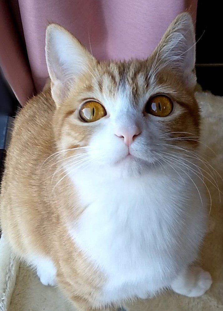 出所：@mero627puri914