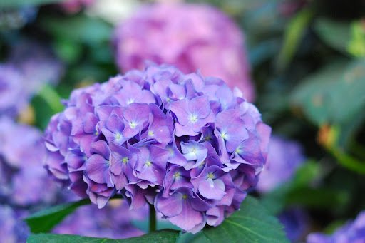 Pinthira Boonchu/shutterstock.com