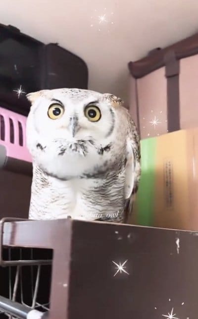 出所：@chibita_owl