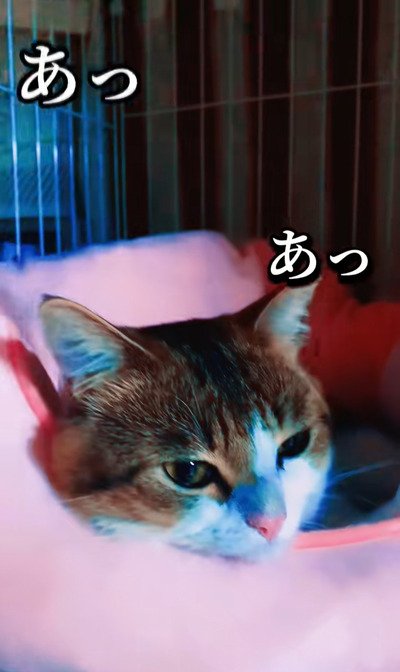 出所:@nikoandkotatorowasabi
