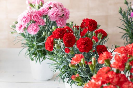 Sergio Photone/shutterstock.com