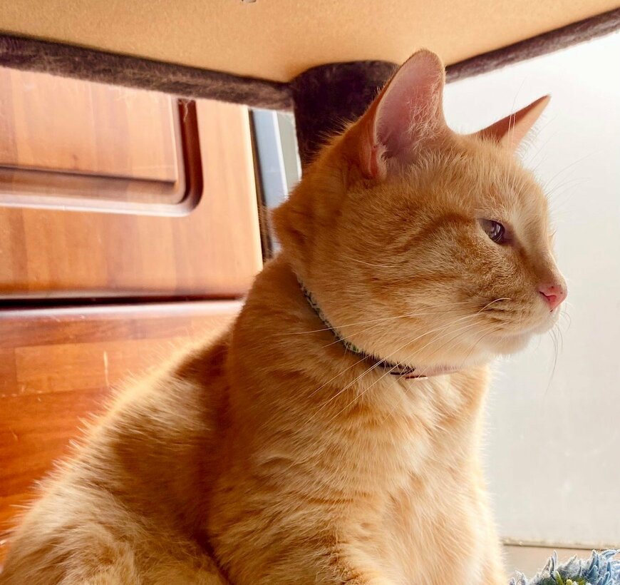 出所：@luna7taka9