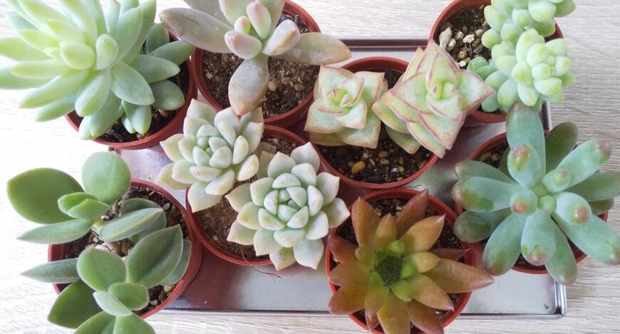 いずれ植え替えが必要な1号鉢の多肉植物。値段は200円ほどで購入（LIMO編集部）