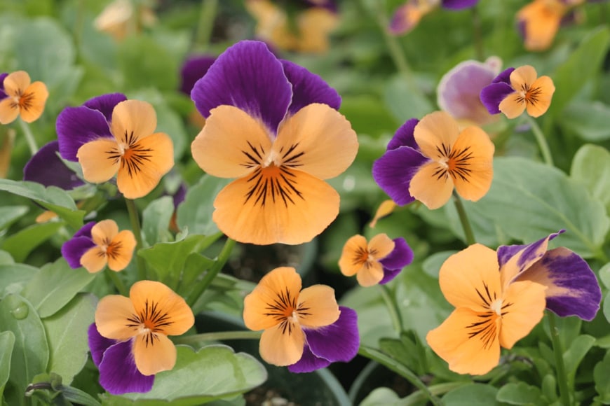 2windspa/istockphoto.com