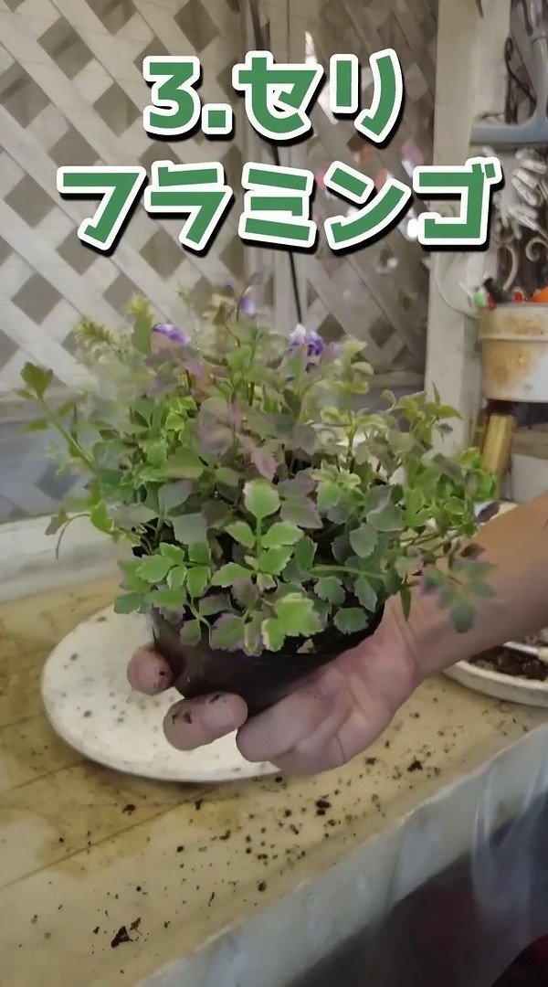 出所：@petit_fleur