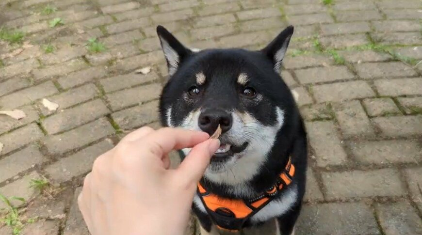 出所：@BLshiba_tensuke