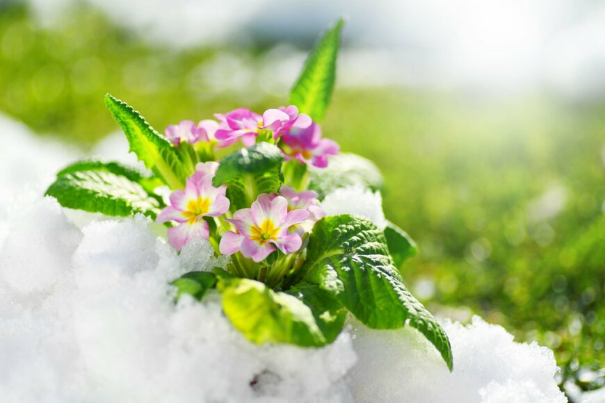 【冬ガーデニング・1月の庭仕事】春を待つ今こそやっておきたい「お庭のメンテナンス」8項目