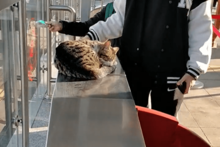 トルコ・イスタンブールで撮影された「自動改札機」の上で眠る猫　まったく起きない様子に驚きの声