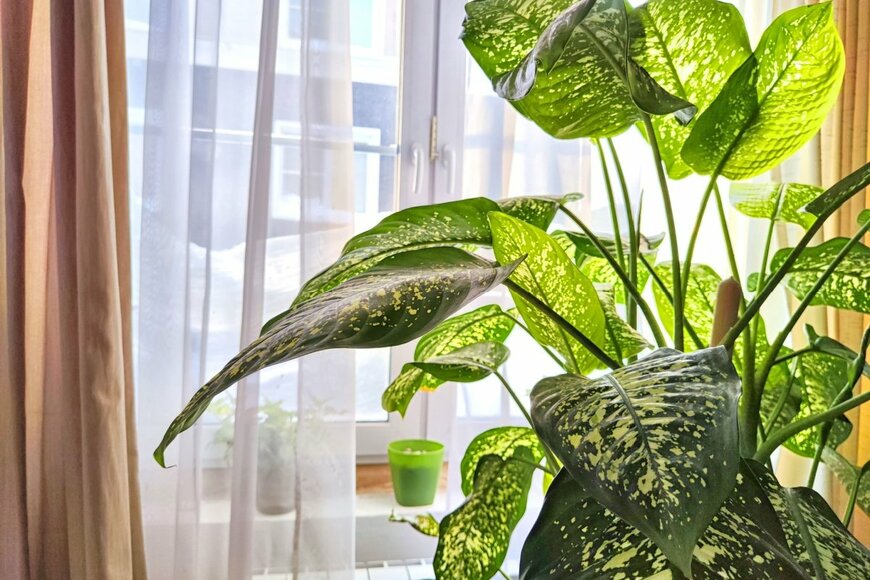 直立した茎から広がる葉がエキゾチックな「ディフェンバキア」