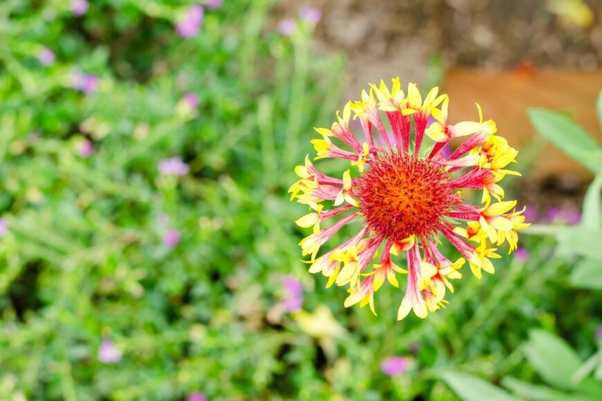 ガイラルディアの花