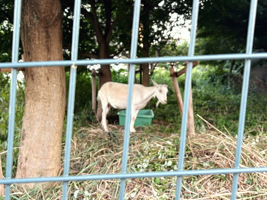 実際のヤギの様子