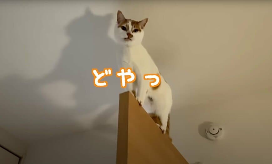ドヤ顔する猫